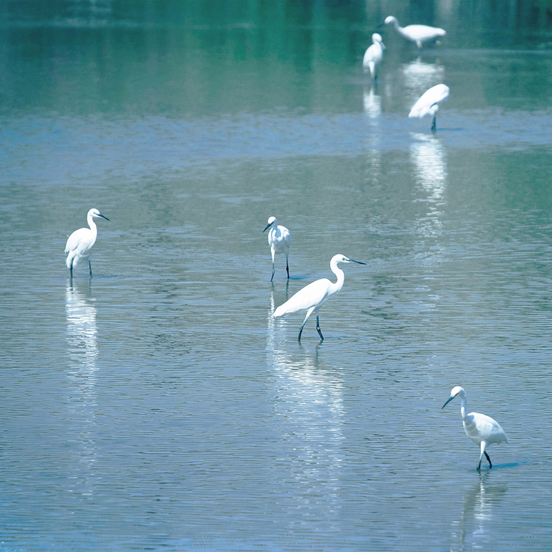 MANAGING WATER WITH NATURE