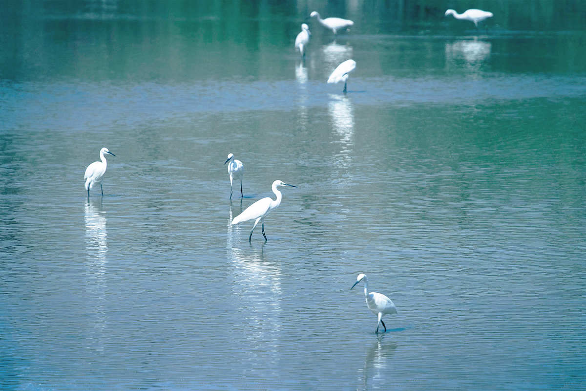 MANAGING WATER WITH NATURE